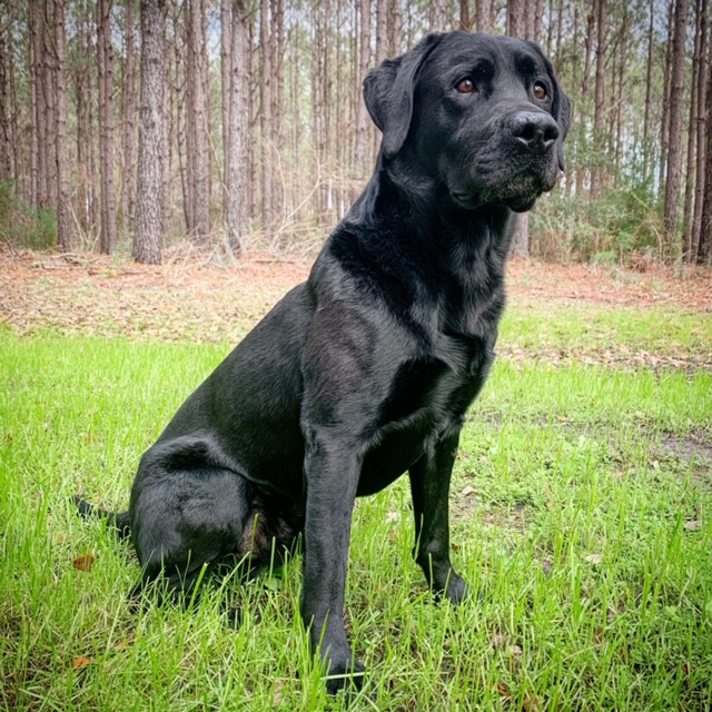 St. Johns Stono River Black Beacon SH | Black Labrador Retriver