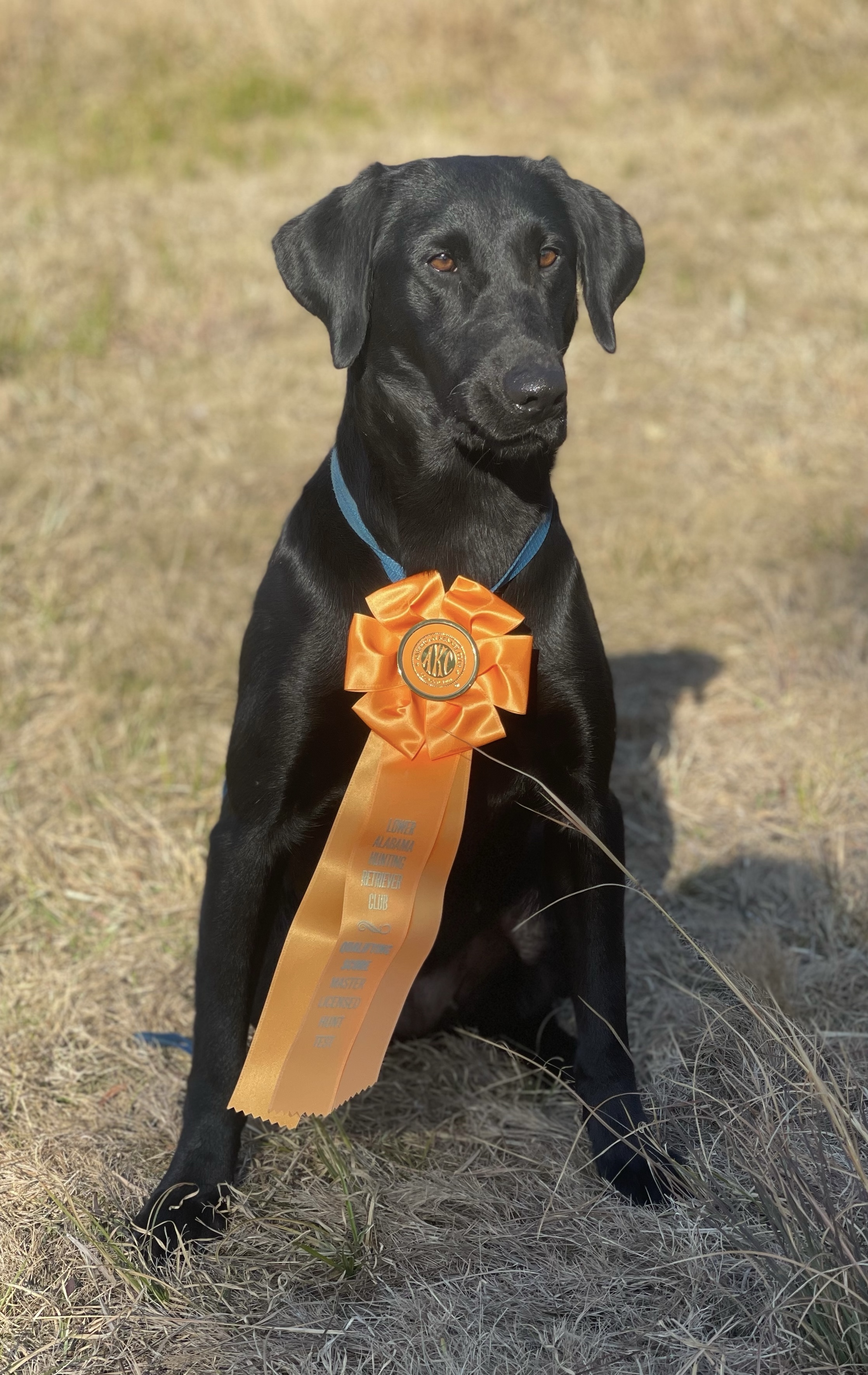 HRCH  Doug And Boo’s Smoky Mountain Delight | Black Labrador Retriver