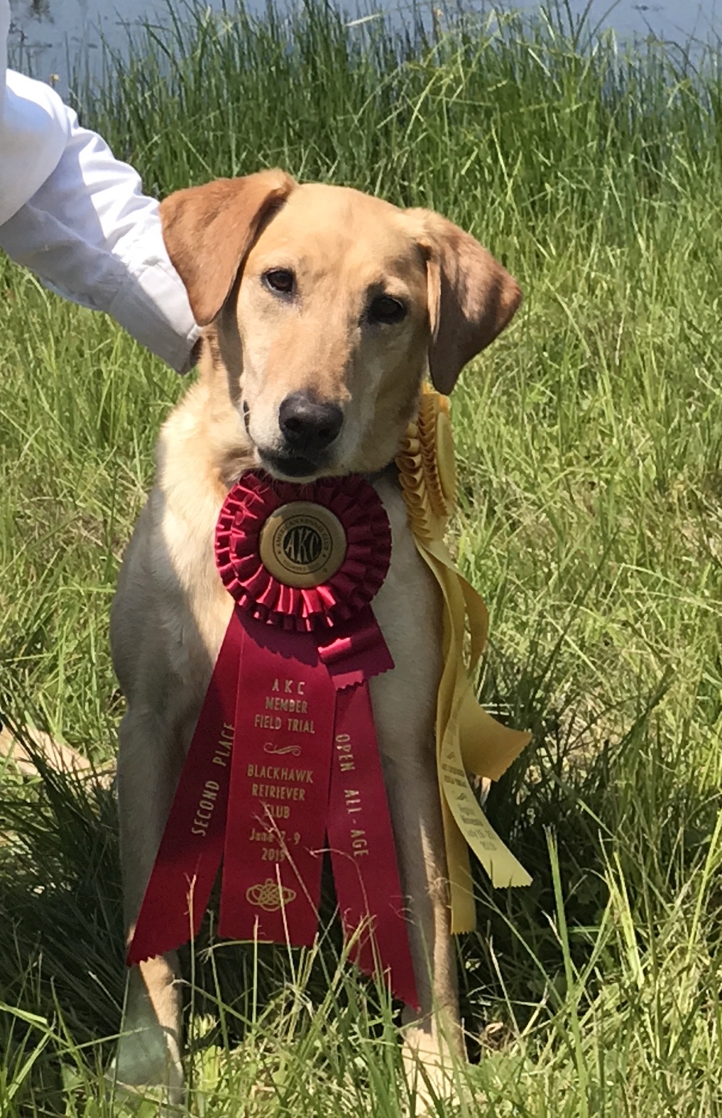 FC Live Oaks Queen Of The Hive JFTR | Yellow Labrador Retriver