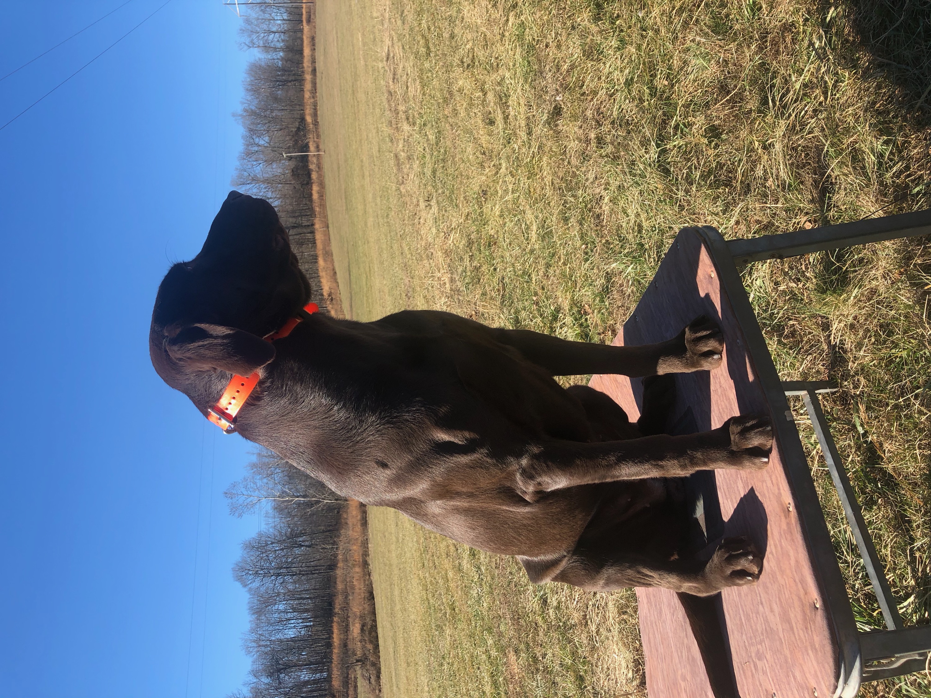 HR Roux’s Avery Mac | Chocolate Labrador Retriver