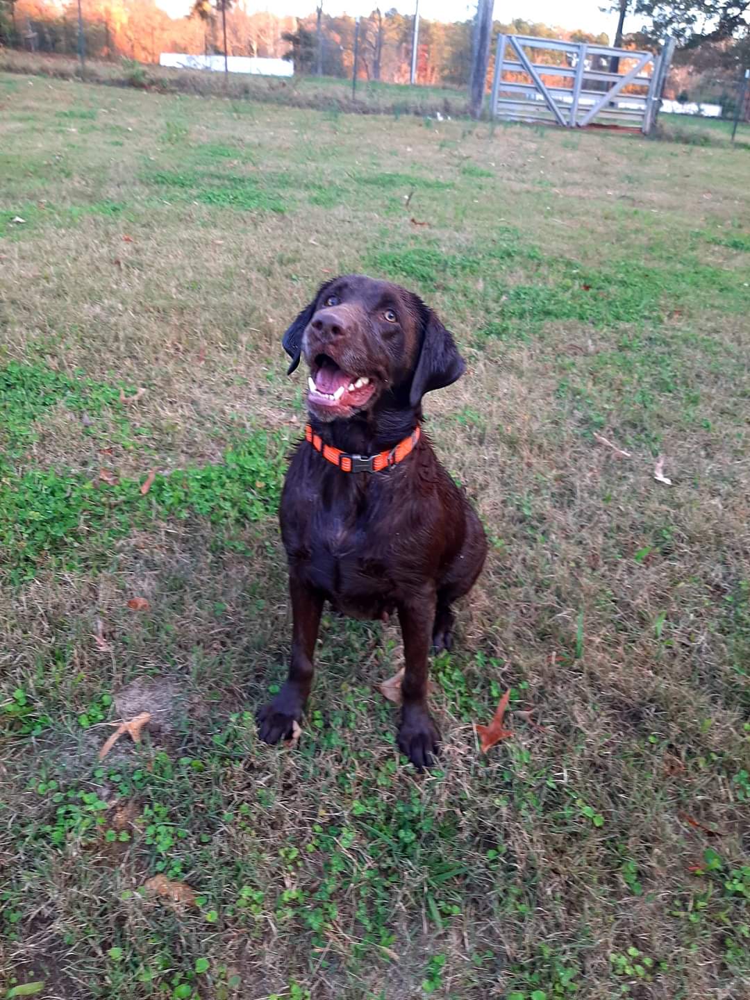 Molly Mae Isbell | Chocolate Labrador Retriver