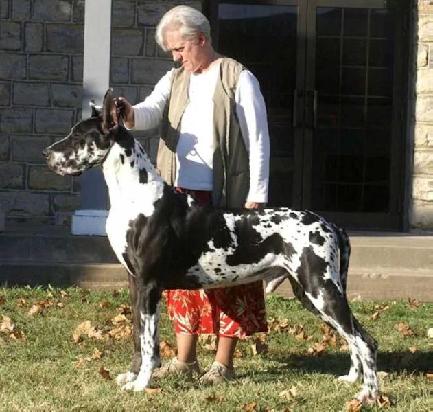 Triplecrest Home Town Hero | Great Dane 