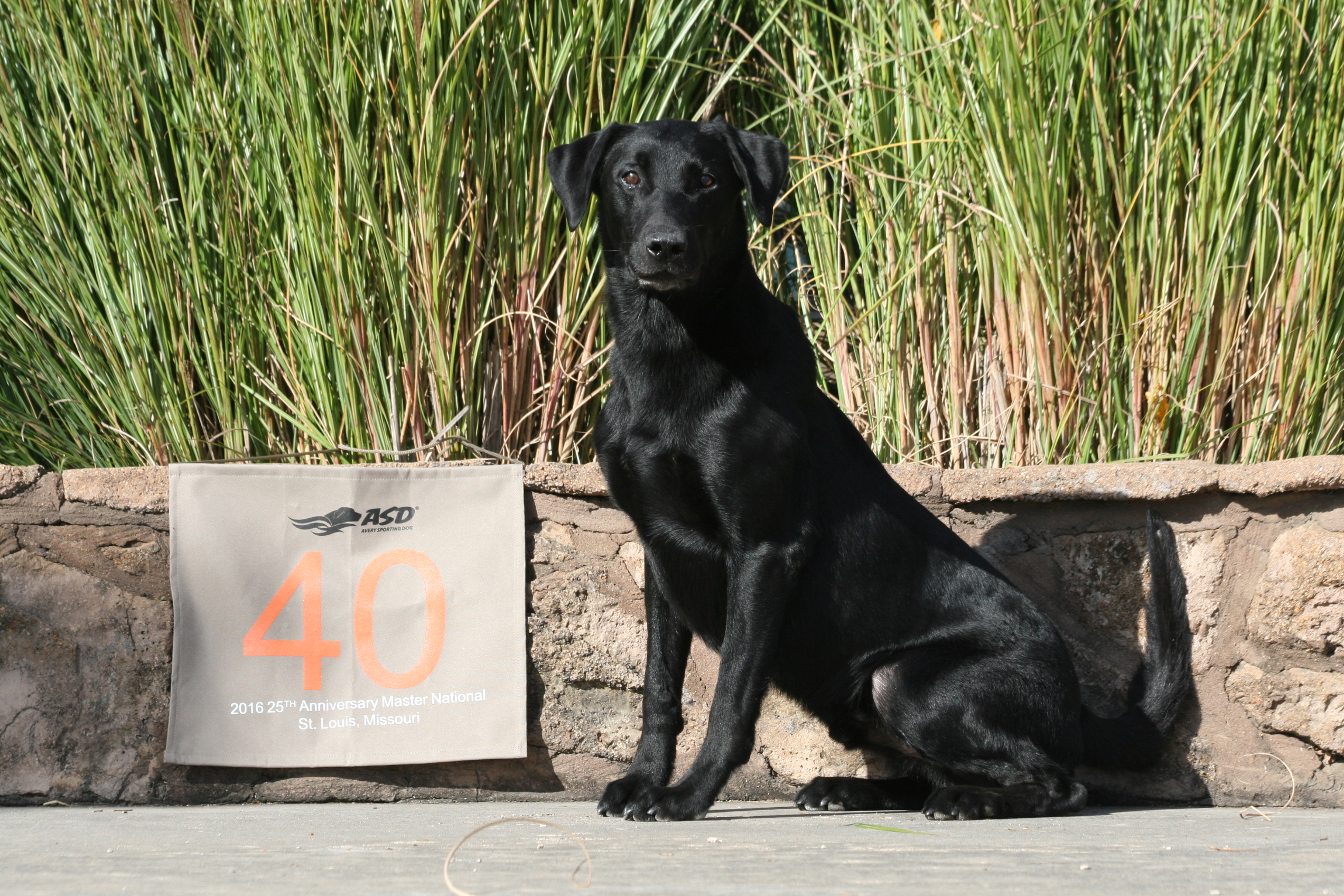 HR Downtown's Ruger's Willie Dustin You MH | Black Labrador Retriver