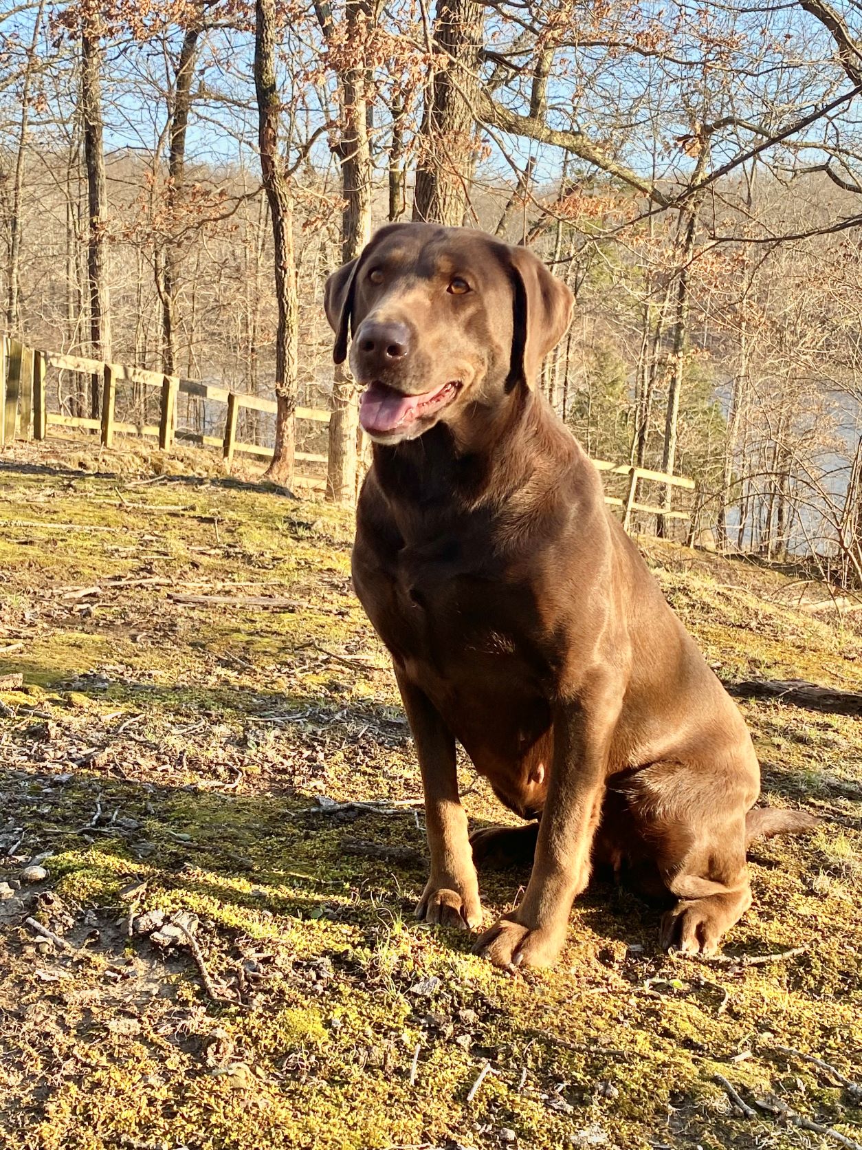 HRCH Huntmaster Harris' Ruby | Chocolate Labrador Retriver