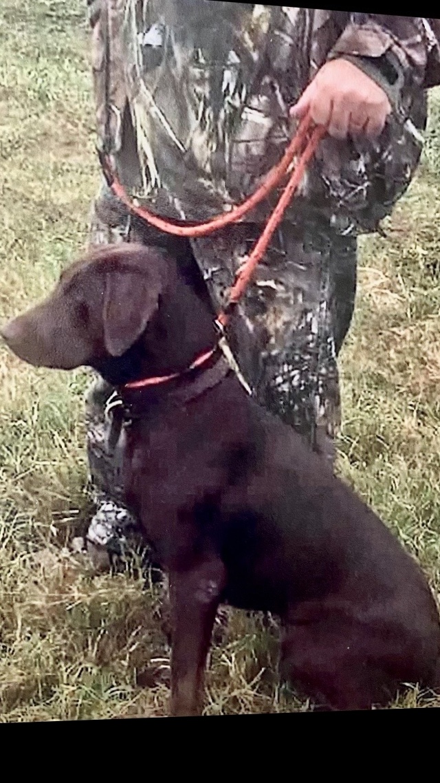 HRCH Huntmaster Harris' Ruby | Chocolate Labrador Retriver