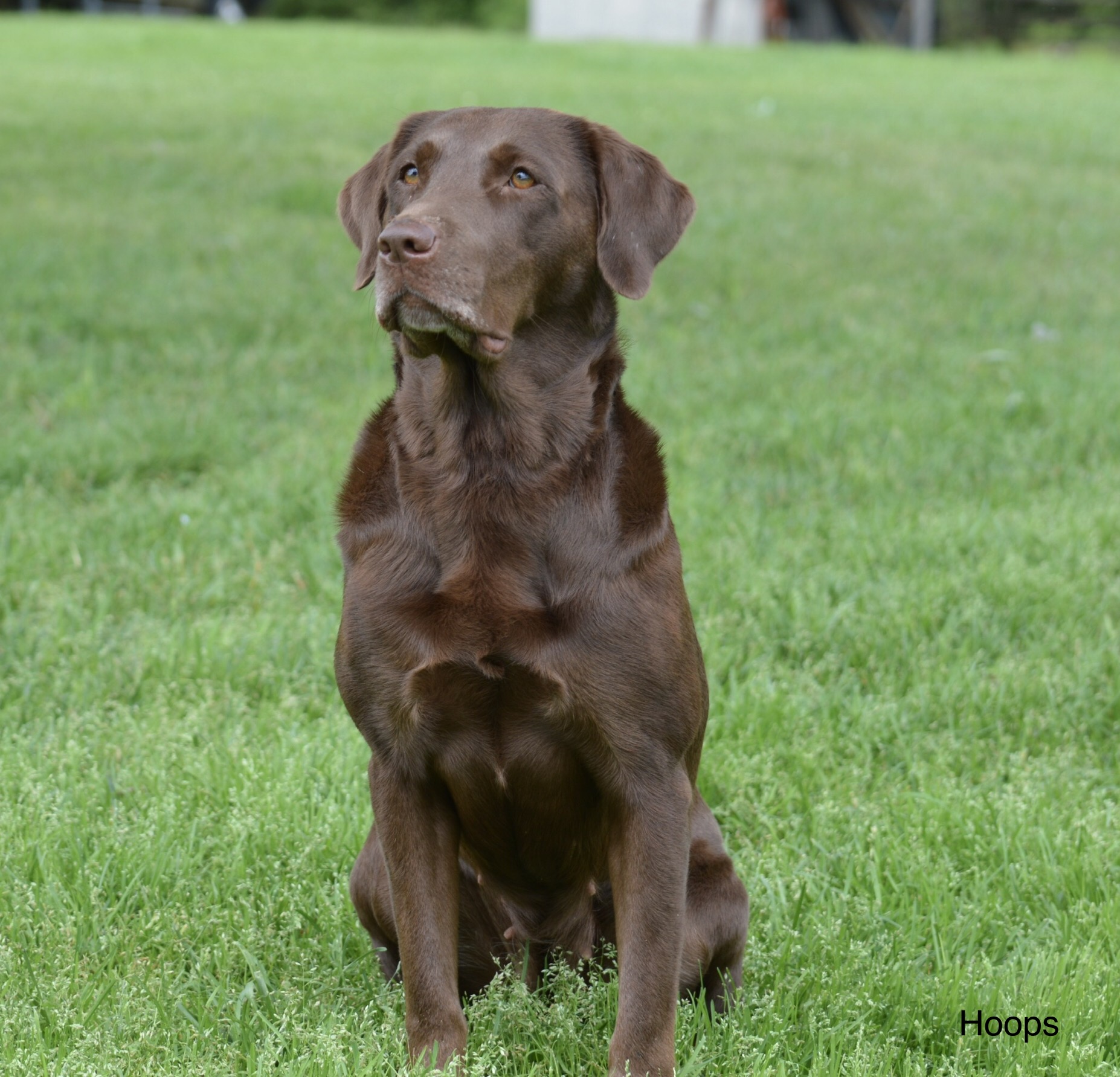 HRCH Little Brown Truck SH | Chocolate Labrador Retriver