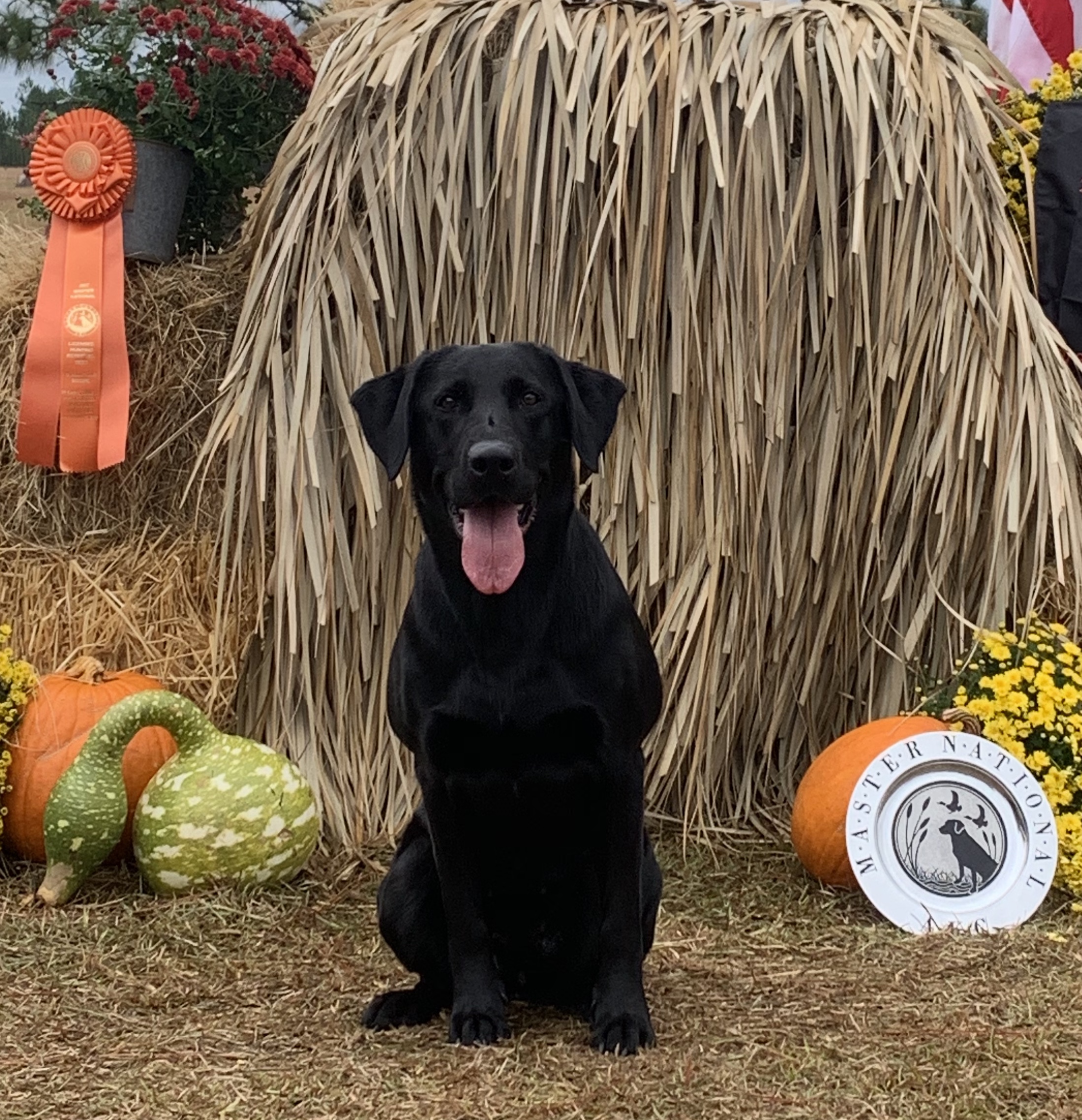 HRCH Daisy Mae Wall MH | Black Labrador Retriver