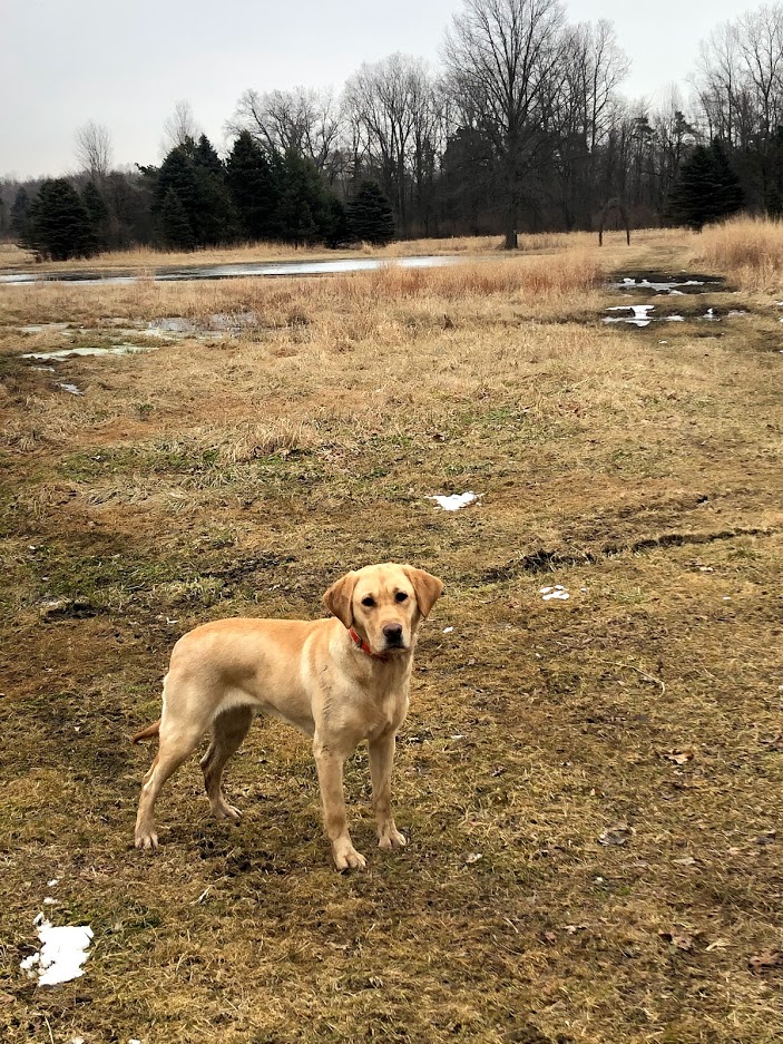 HRK’s Boot Scootin’ Molly | Yellow Labrador Retriver