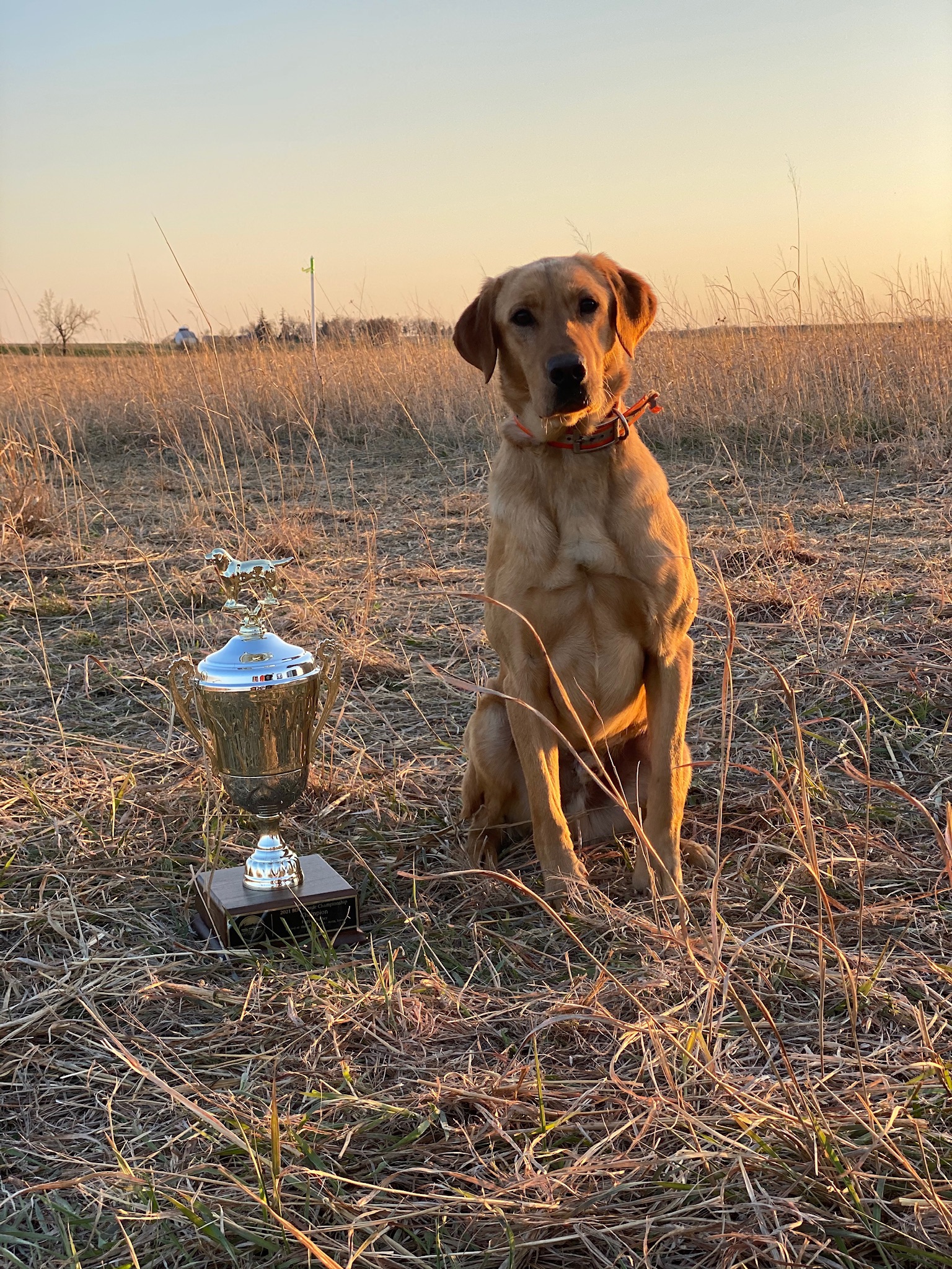 BDC 2021 POY 2X SM BWC’S Single Shot SH | Yellow Labrador Retriver