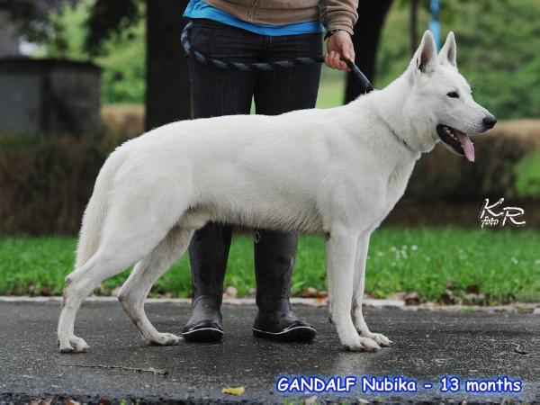 GANDALF Nubika, DM N/N, MDR +/+, BARE OK | White Swiss Shepherd Dog 