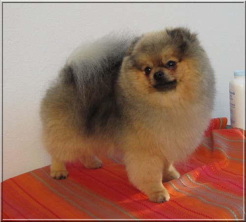 Trudy's Take Look At Me | Pomeranian 