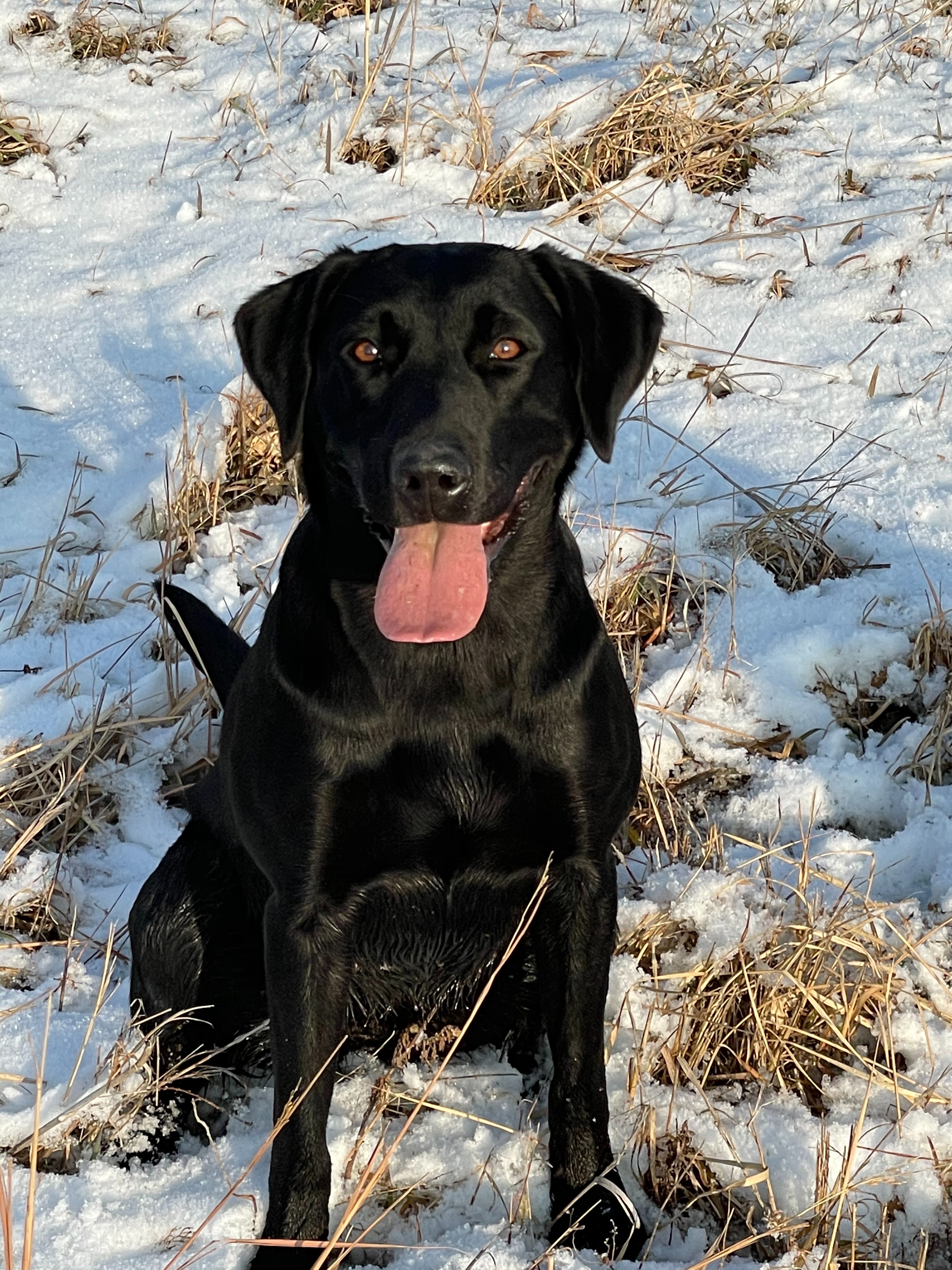 Dog Day Acres Midnight Prairie Fire NDD | Black Labrador Retriver