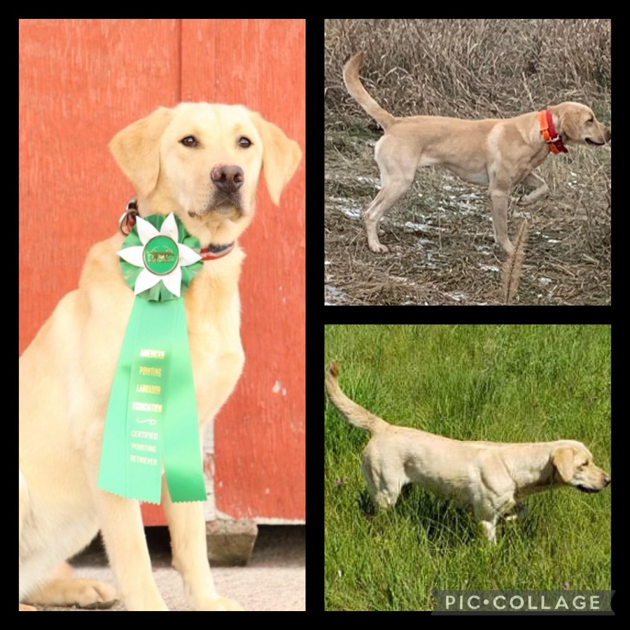 4xGMPR Vaider’s Risky Miss Rosabelle SH | Yellow Labrador Retriver