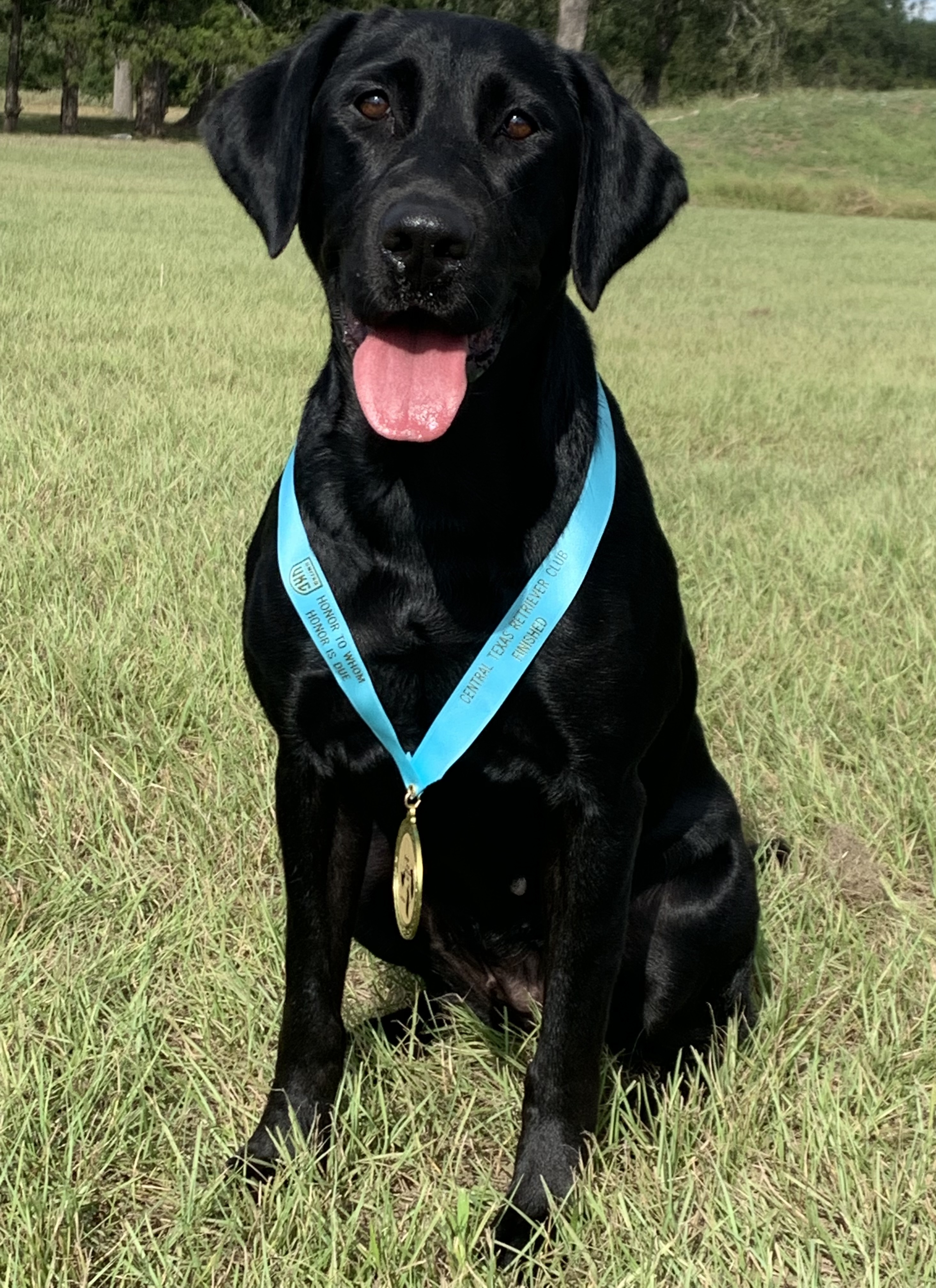 HRCH Snap-N-Sassy Gem Of The Sea MH | Black Labrador Retriver