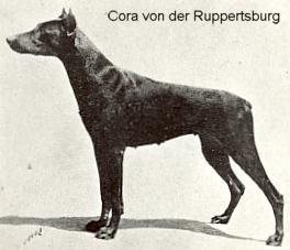Cora v.d. Ruppertsburg | Black Doberman Pinscher