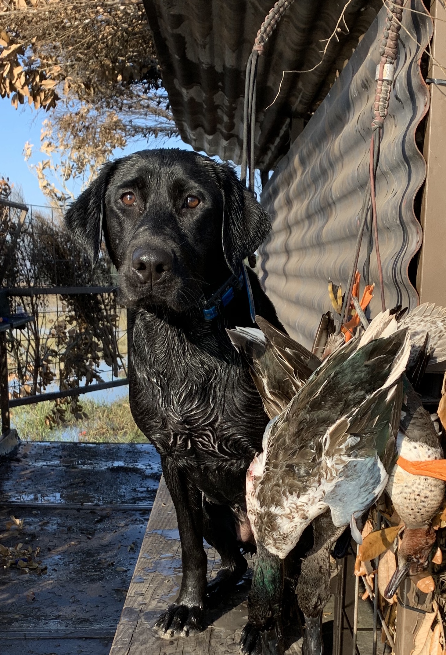 HRCH Snap-N-Sassy Gem Of The Sea MH | Black Labrador Retriver