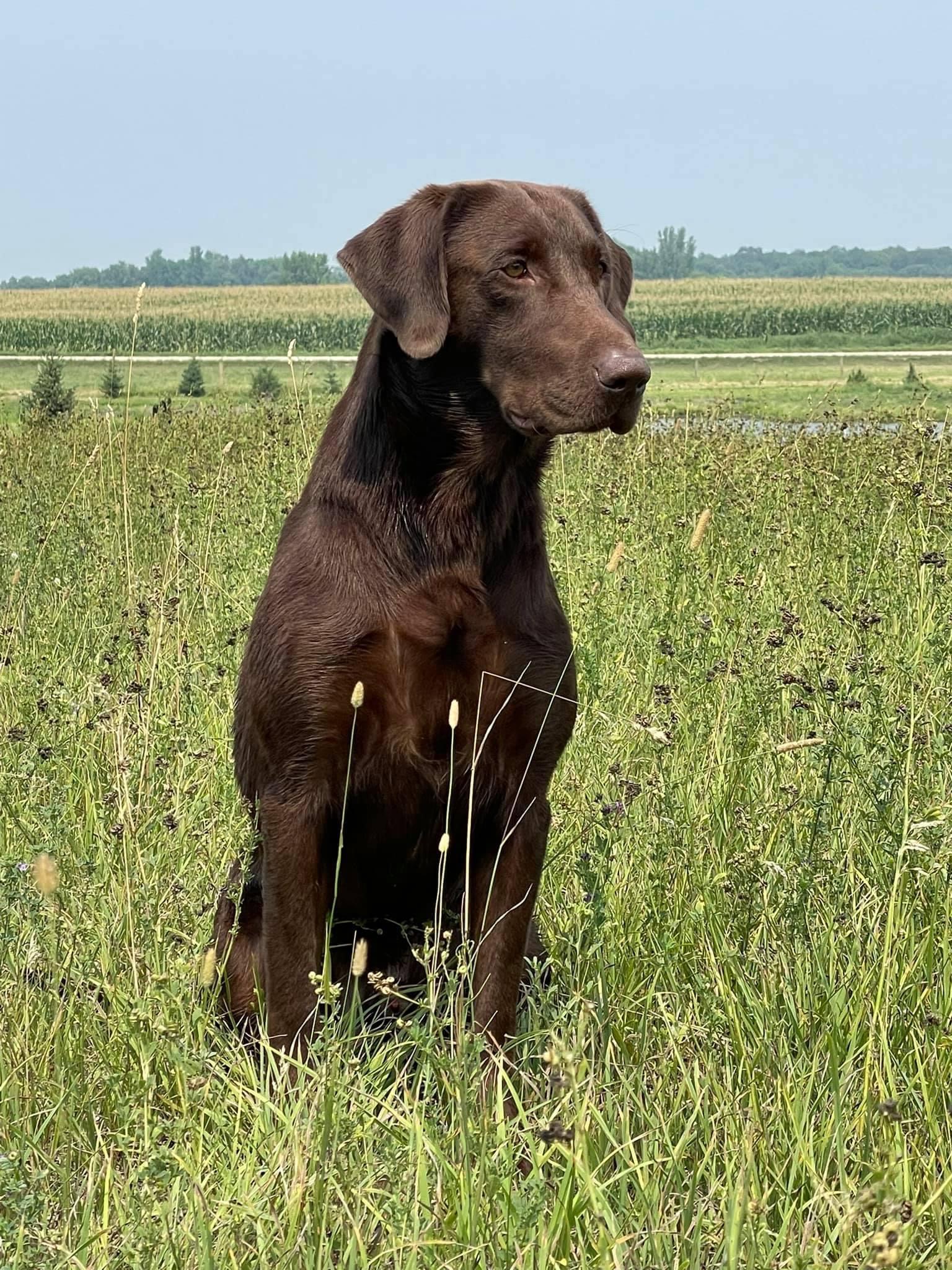 Loosey's Golden Ticket | Chocolate Labrador Retriver