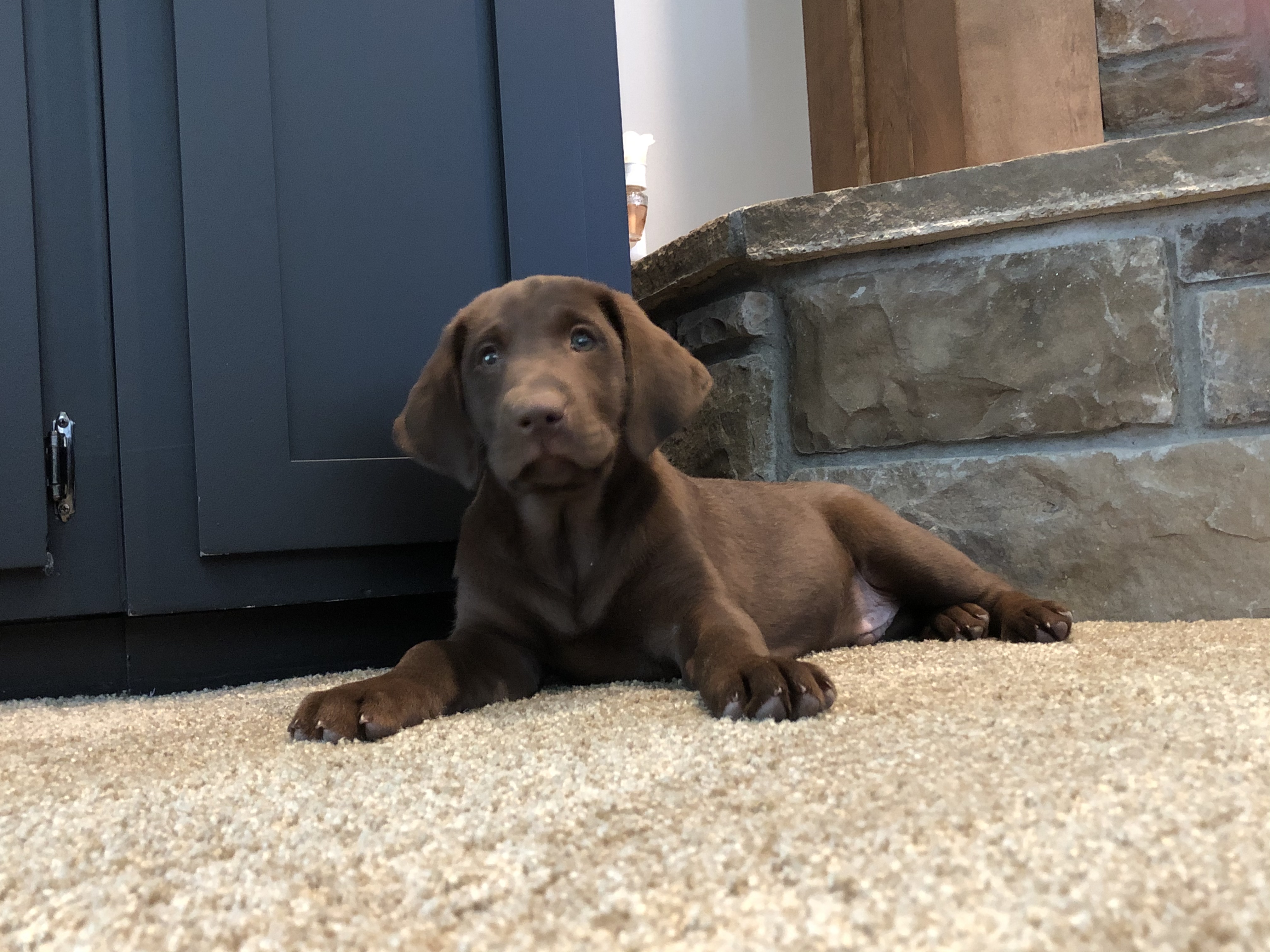 Loosey's Golden Ticket | Chocolate Labrador Retriver