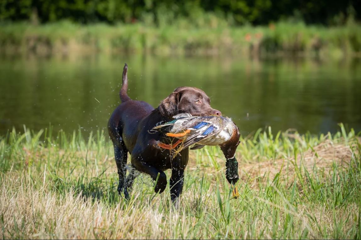 Oak Lane's Trixie SH WCI RATI RATN | Chocolate Labrador Retriver