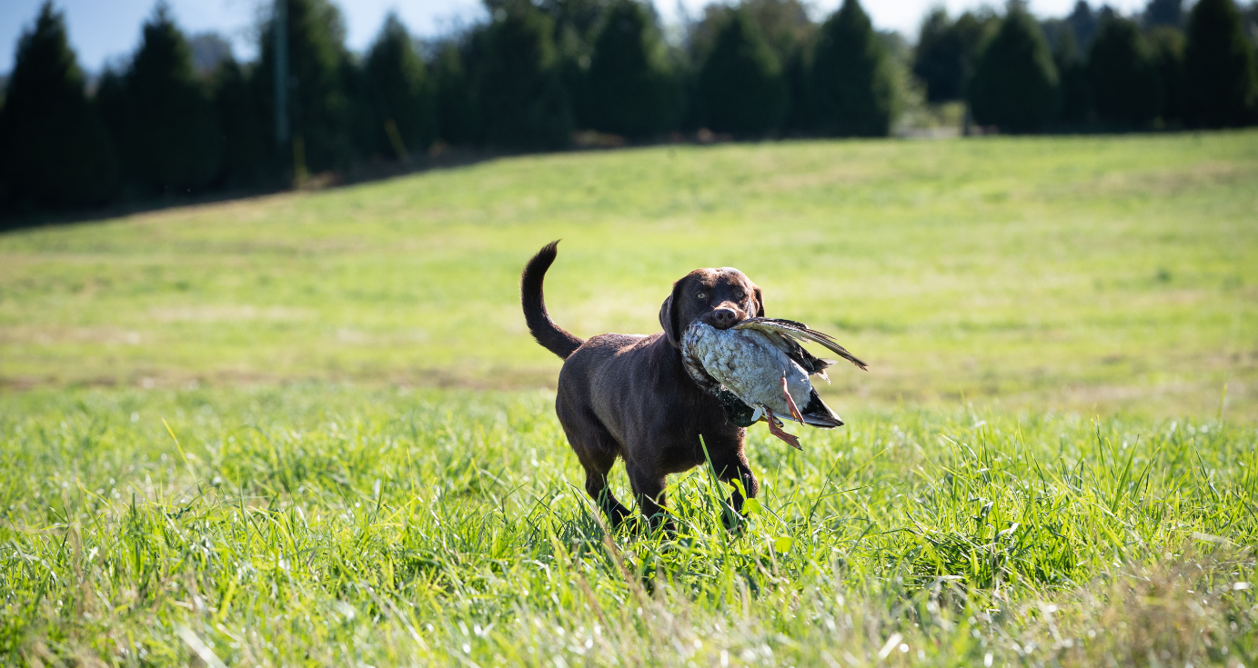 Oak Lane's Trixie SH WCI RATI RATN | Chocolate Labrador Retriver