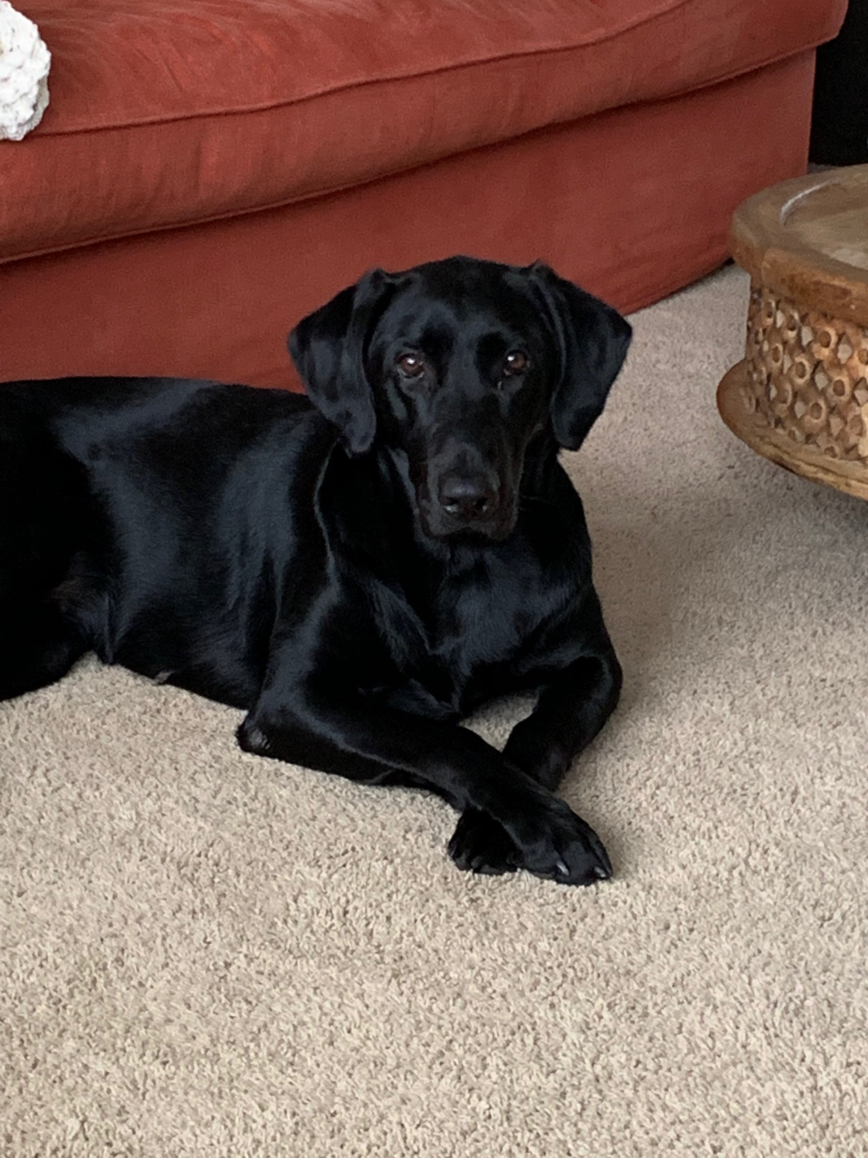 Skookum Creek's Super Nova | Black Labrador Retriver