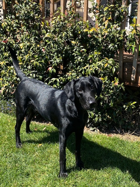 Skookum Creek's Super Nova | Black Labrador Retriver