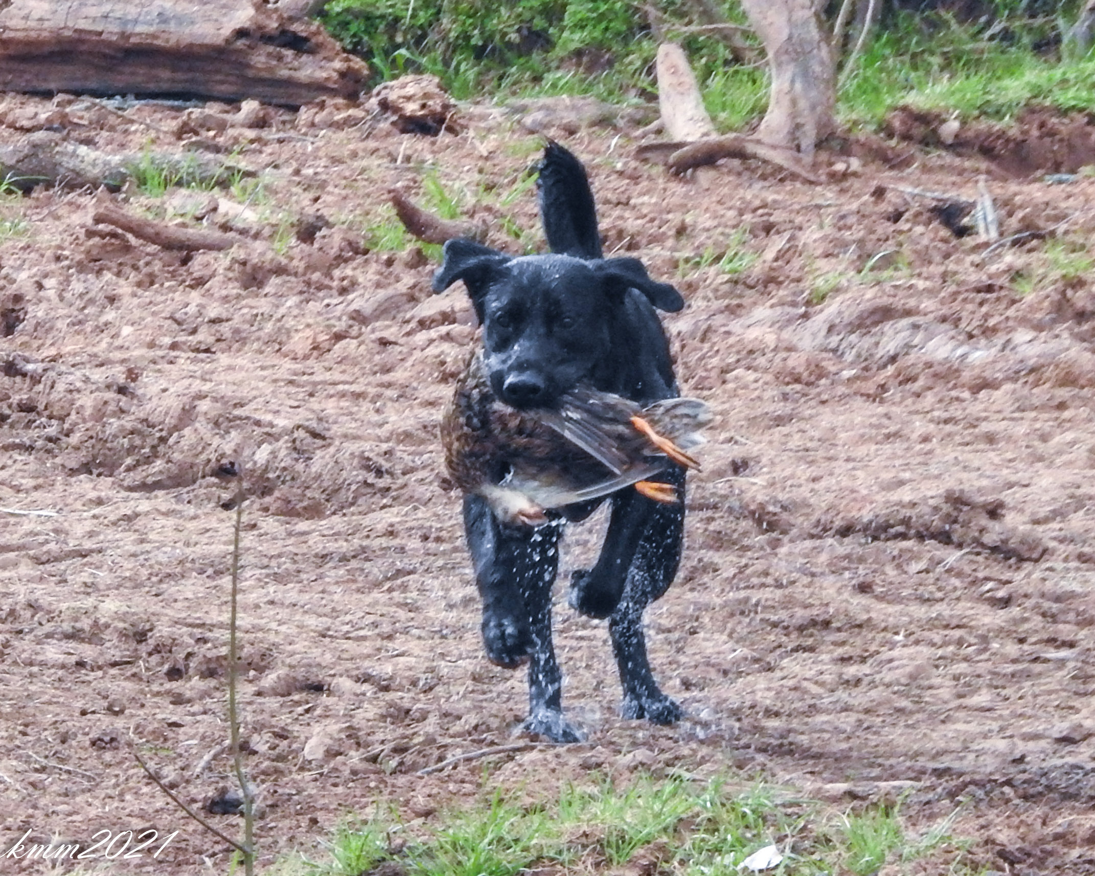 HRCH Moreau’s Cut Em To The Limit MH | Black Labrador Retriver