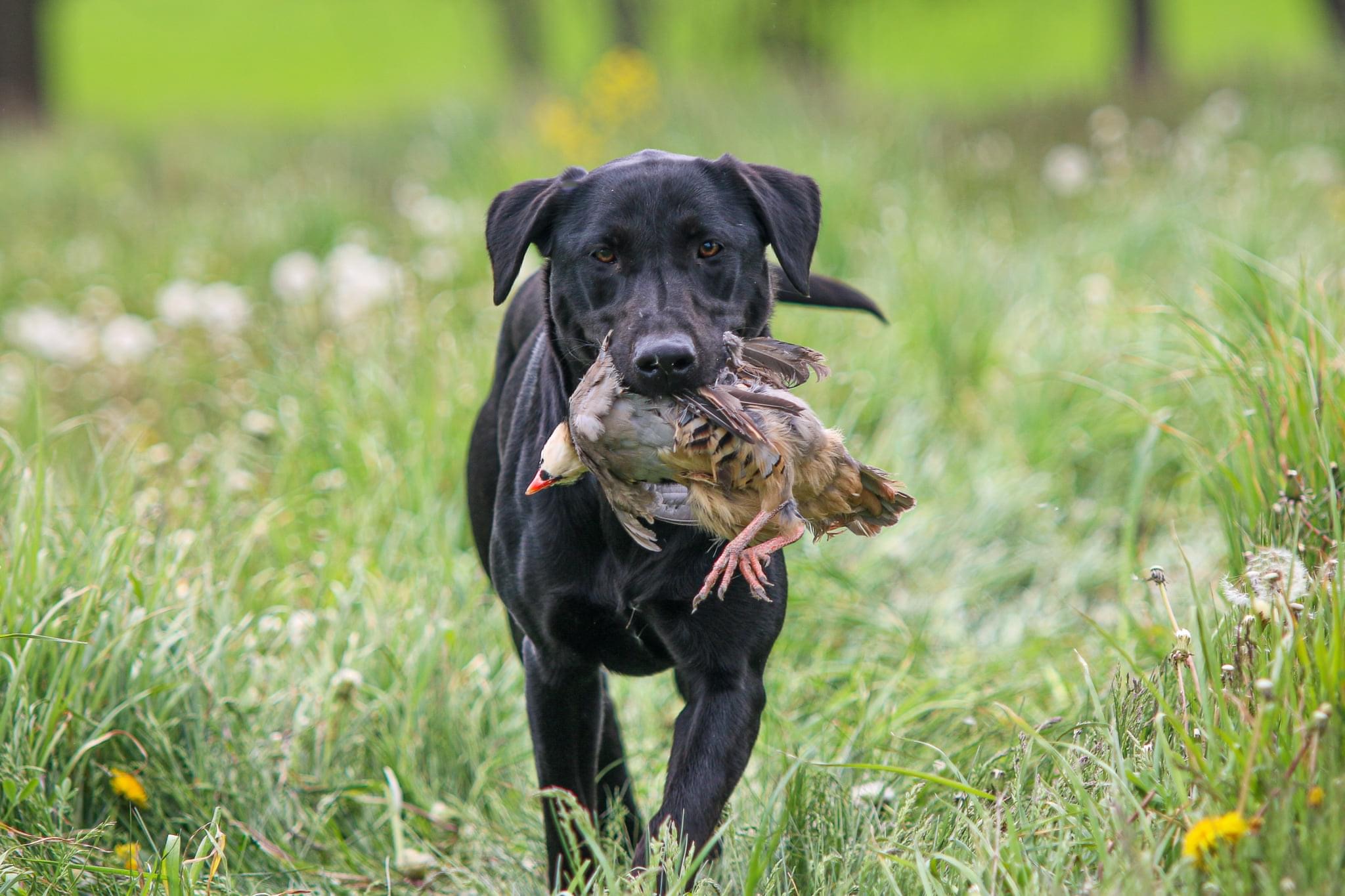 CPR R2K’s Ultimate Bird Indicator of RVK  JH | Black Labrador Retriver