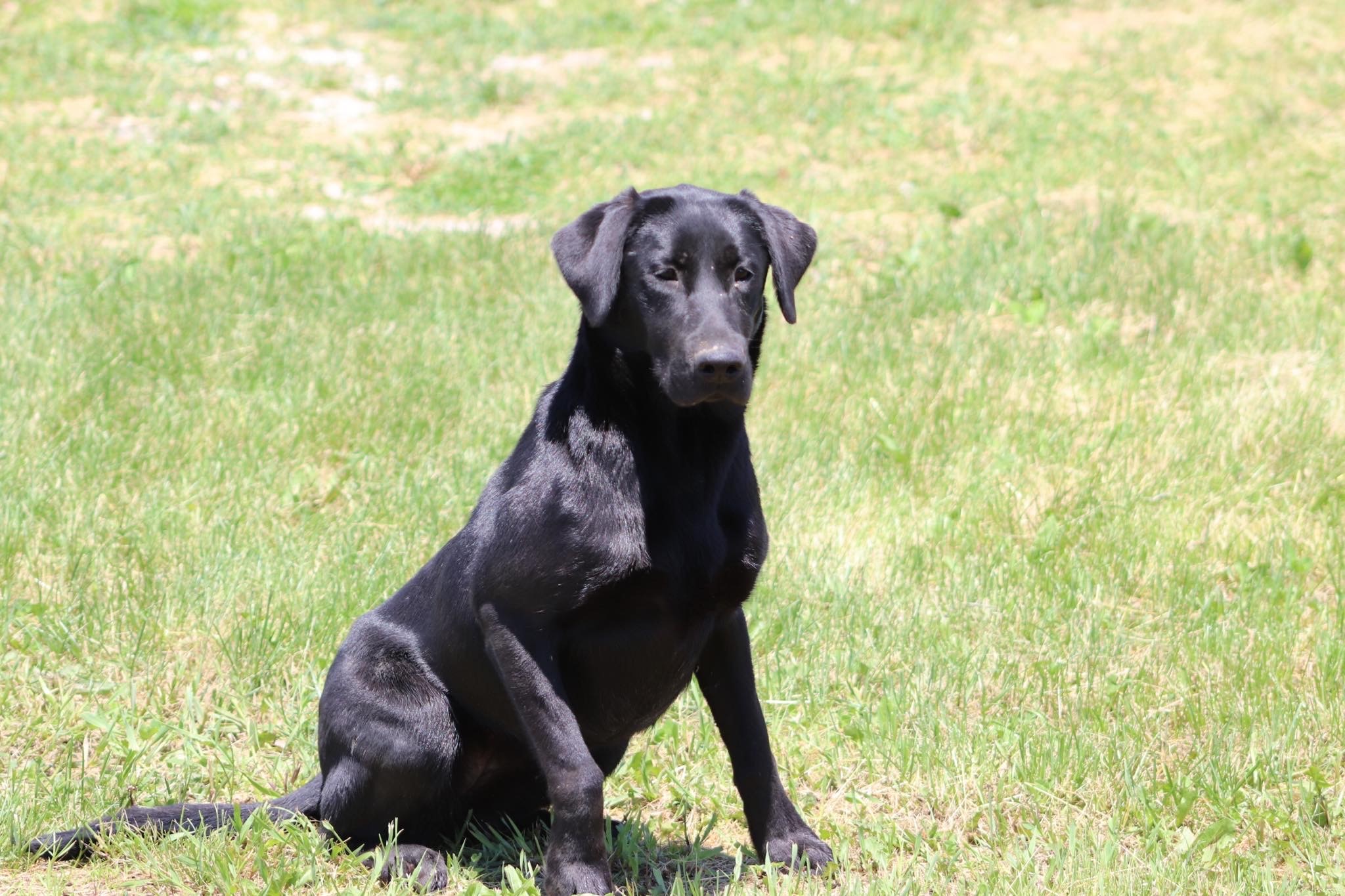 Kindig's Cool Off With A Cold One | Black Labrador Retriver