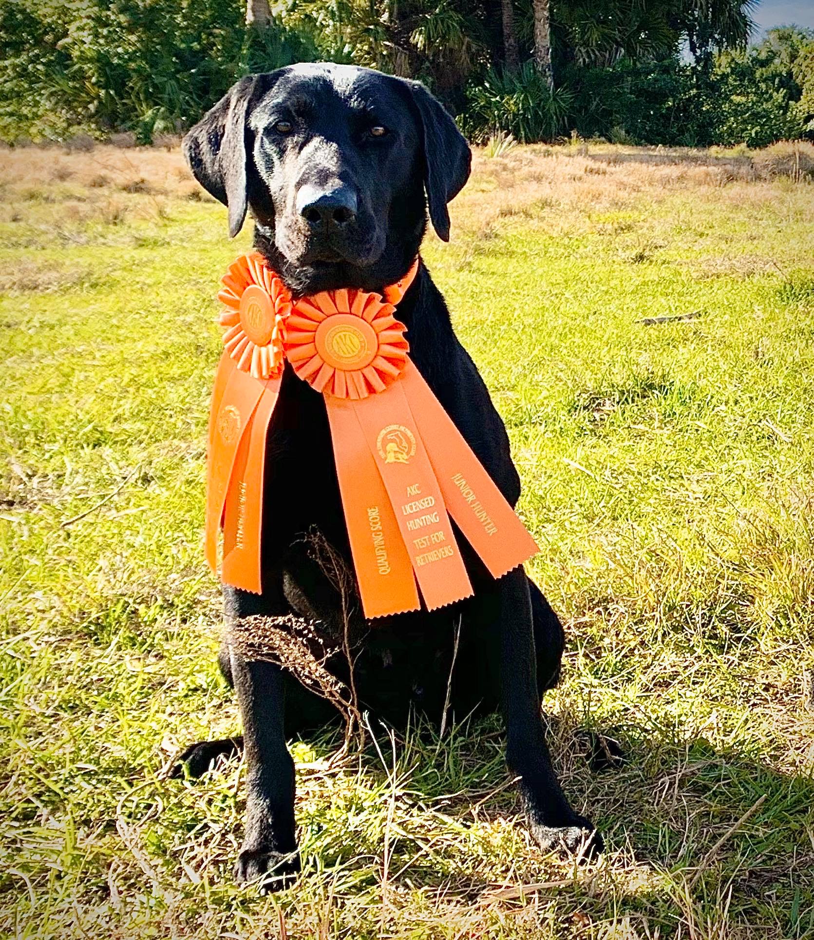 Southern Breeze’s Concealed Weapon JH | Black Labrador Retriver