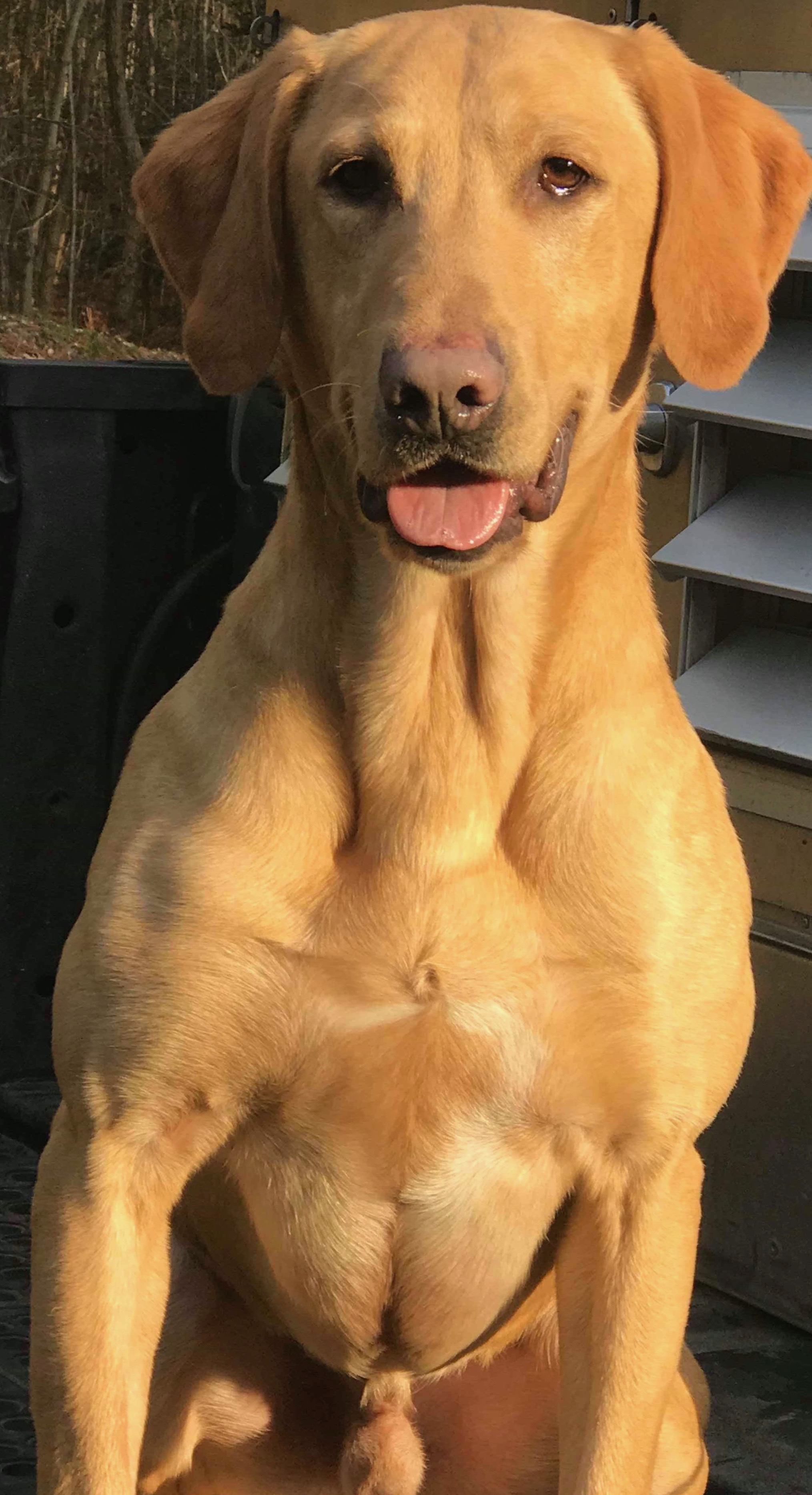 Greenwood Creek’s Rising Tide | Yellow Labrador Retriver