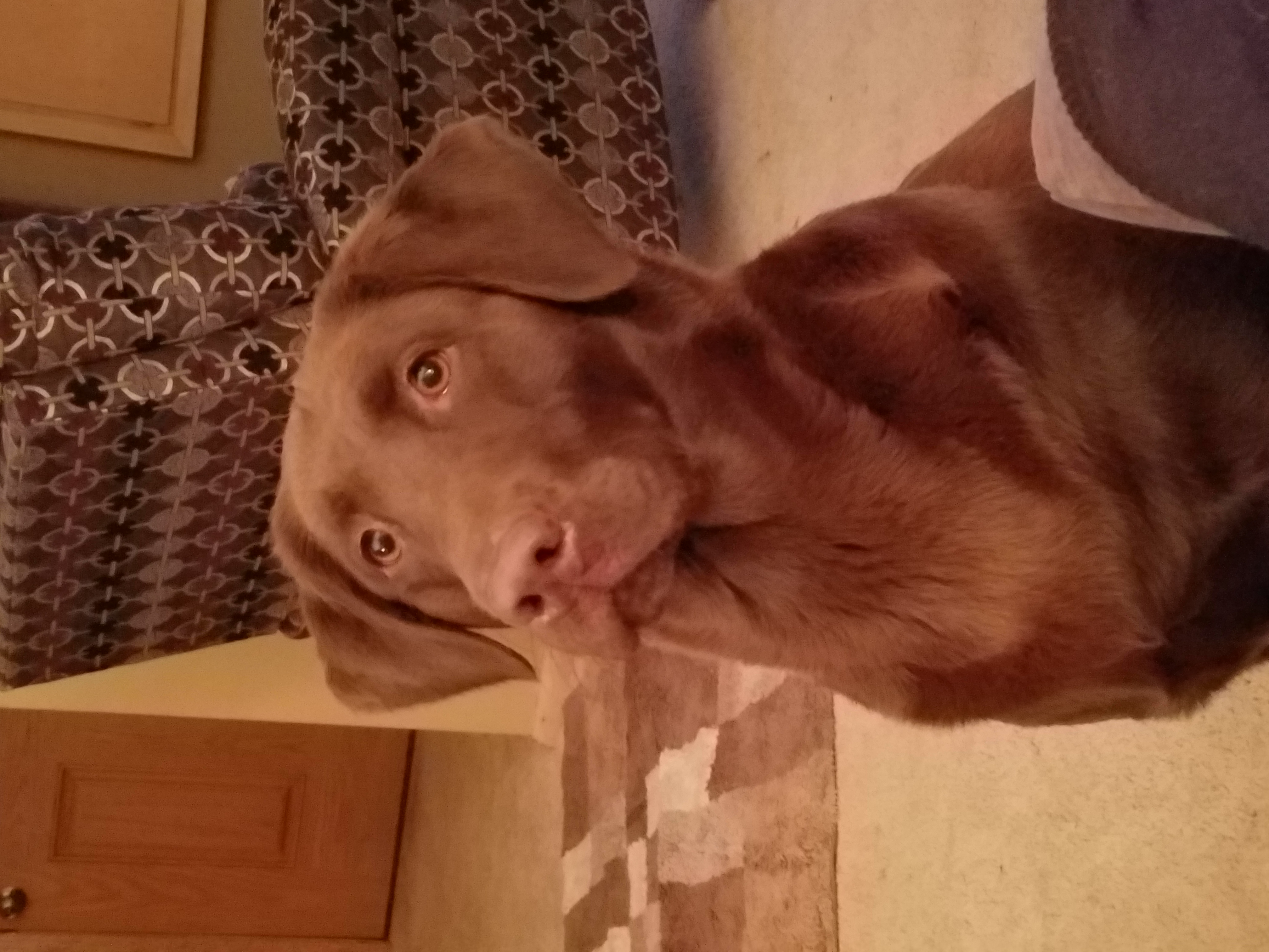 Madelyn's Little Izzy Bill JH | Chocolate Labrador Retriver