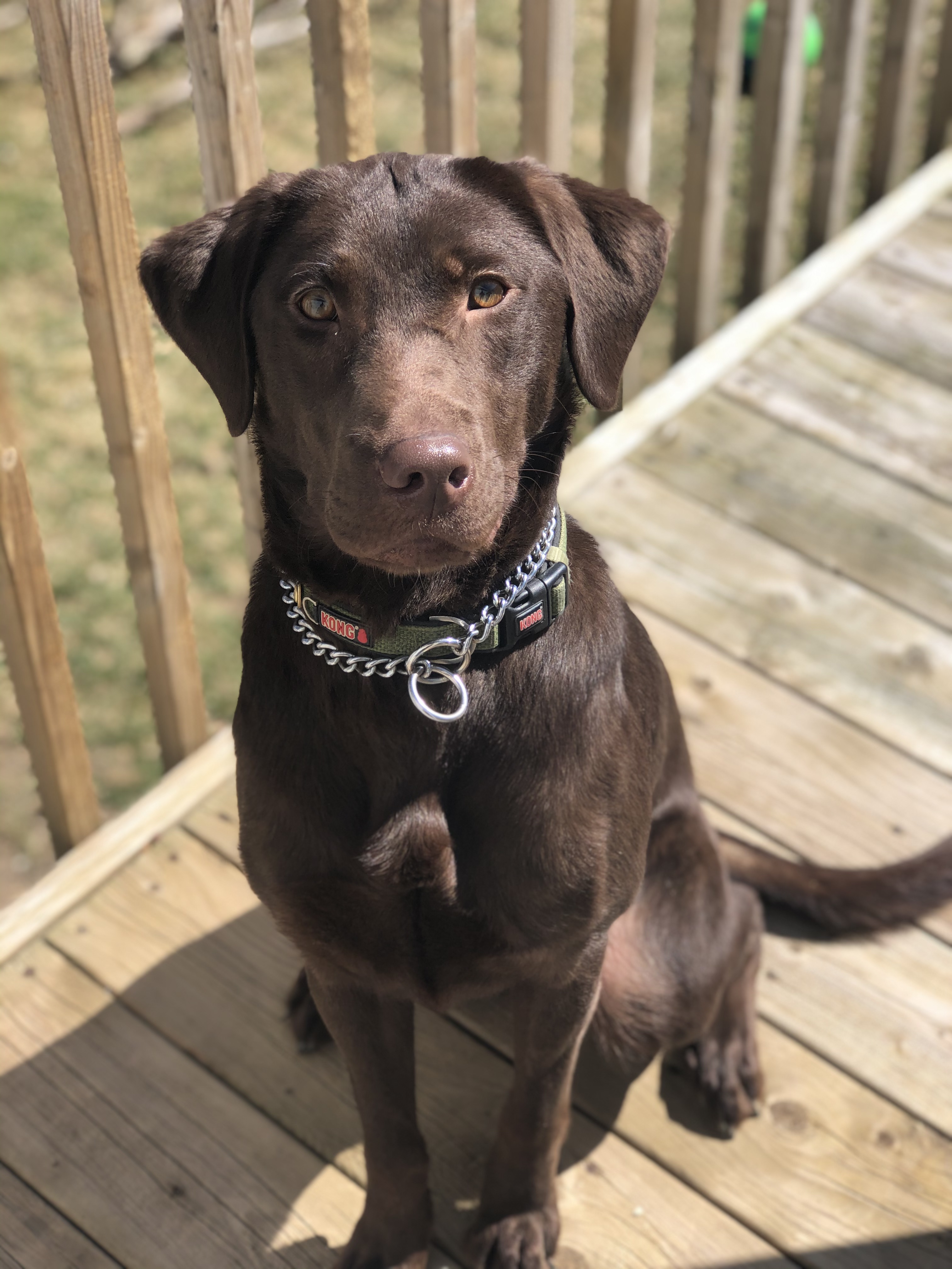 Sheetwater’s Mekong Delta Dew | Chocolate Labrador Retriver