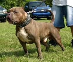 Razorsedge Cali Nuggs of Hops | American Pit Bull Terrier 