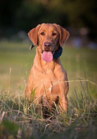 Over The Top’s Arlington Grace’s Red Sunsets JH | Yellow Labrador Retriver