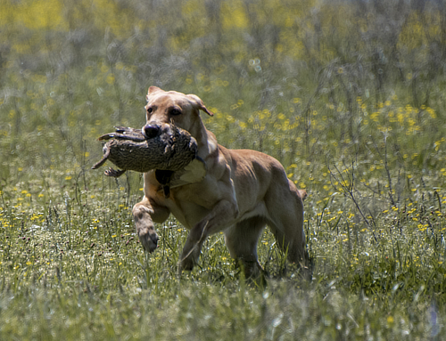 HR CCK's Dreadlocks & Flip Flops | Yellow Labrador Retriver