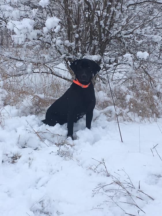 CHSD S&y Sunrise Bailey’s Legacy | Black Labrador Retriver