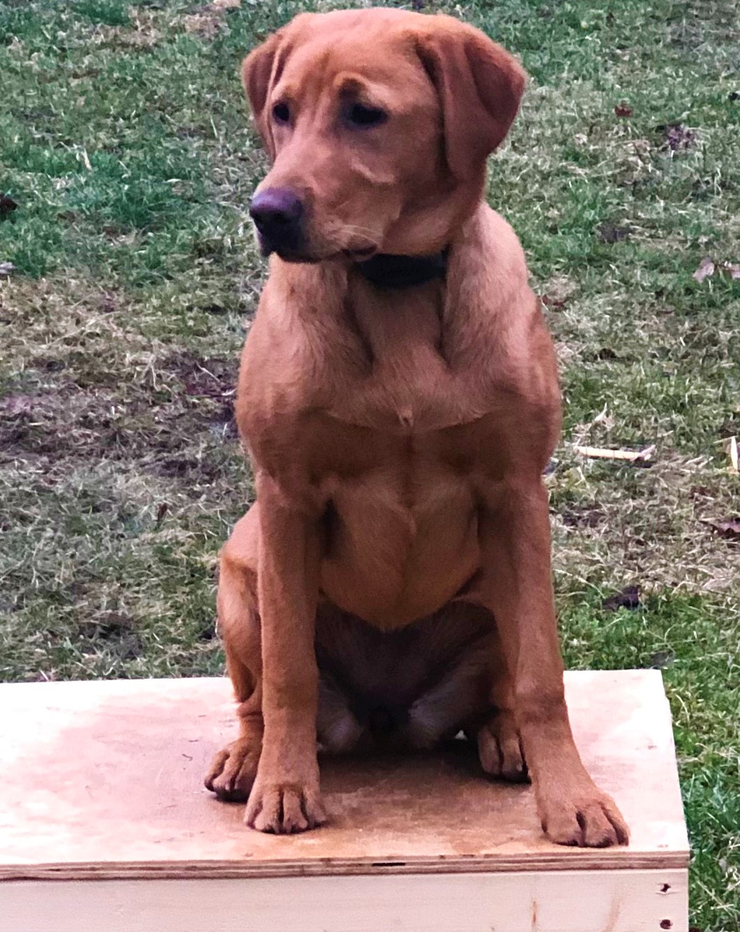 UP LABRADORS HUNTIN LADY LUCY JH | Yellow Labrador Retriver