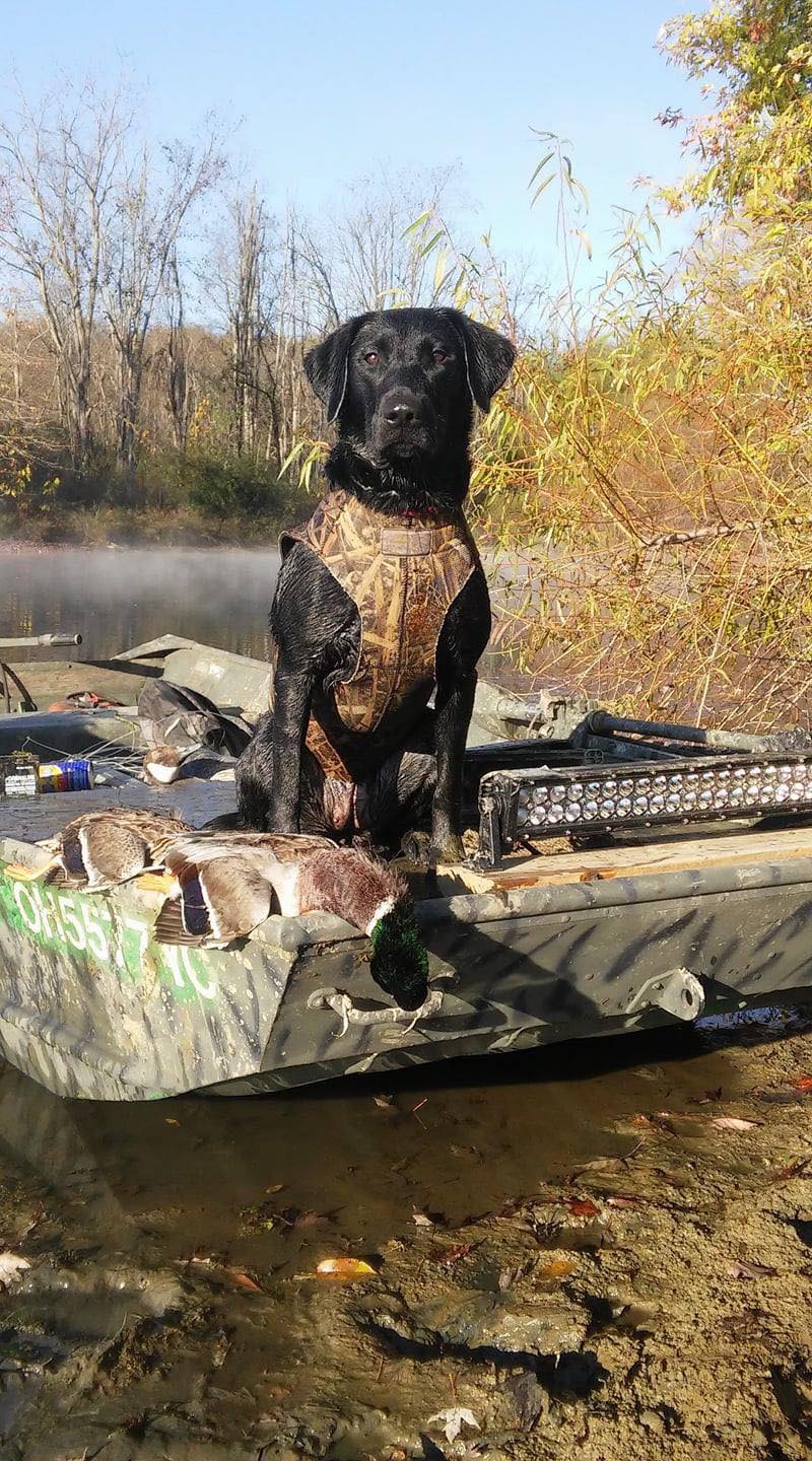 Zanecrest's Black Lacey | Black Labrador Retriver