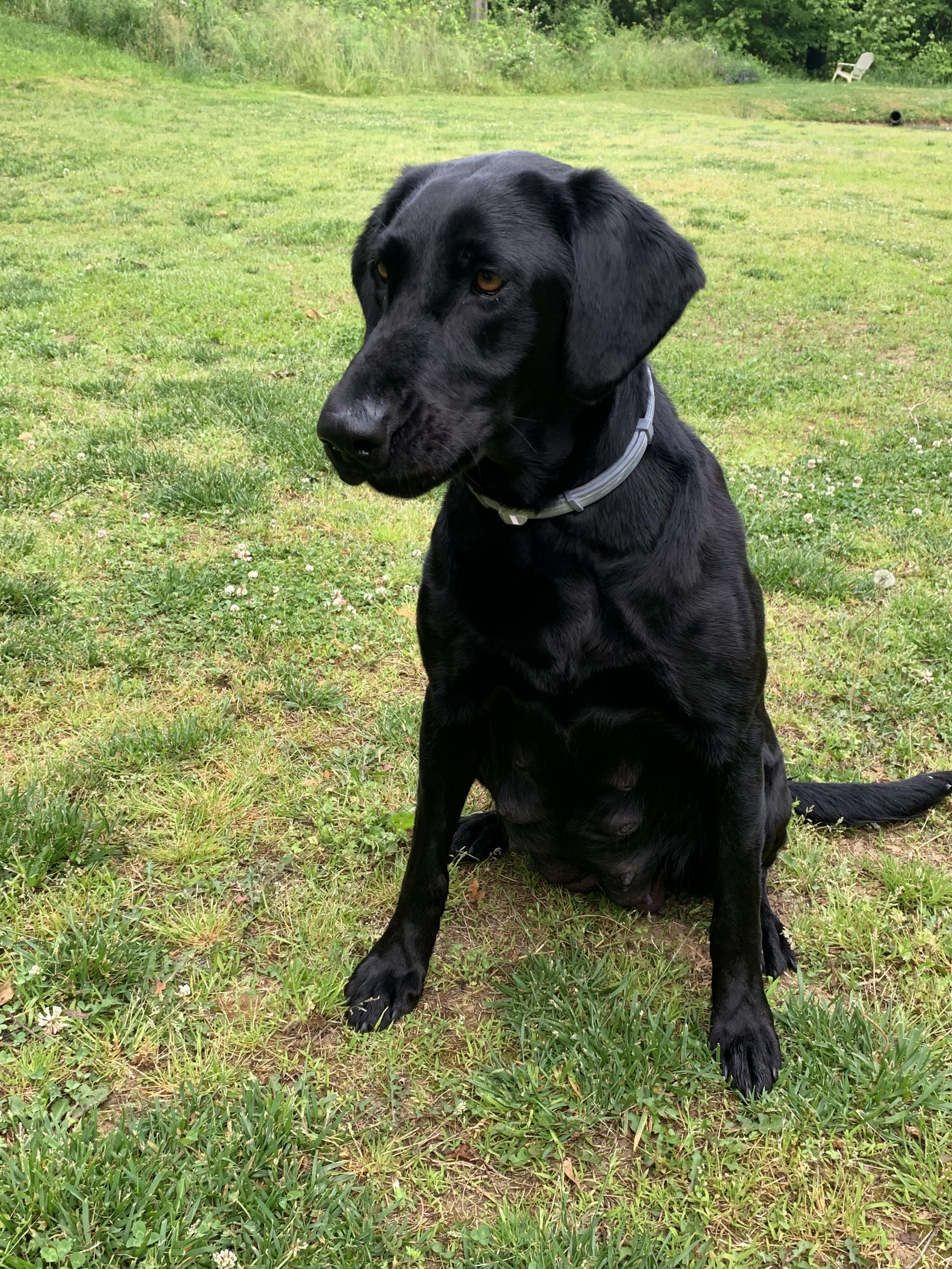 Samantha Of Sprighill MH | Black Labrador Retriver