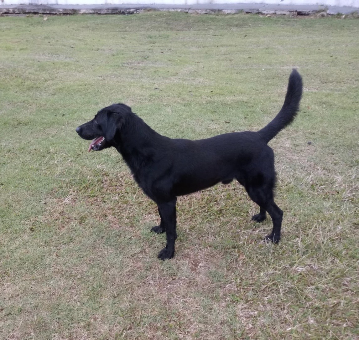 New Door Peto Nievez | Black Labrador Retriver