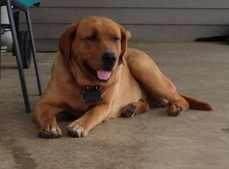 Corporal Red Roger Nowicki | Yellow Labrador Retriver