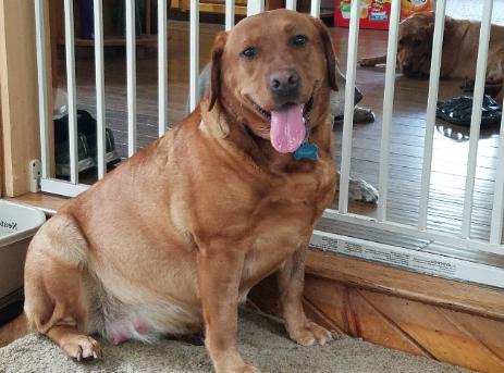 Nowicki’s Raggin Red Lucy | Yellow Labrador Retriver