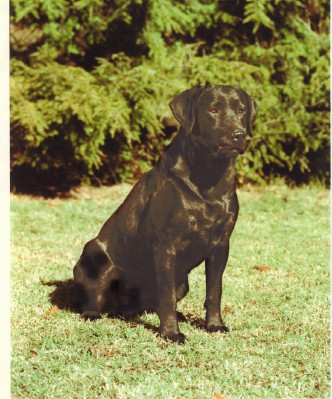 HR Oakdales Appollo Splash Down | Black Labrador Retriver