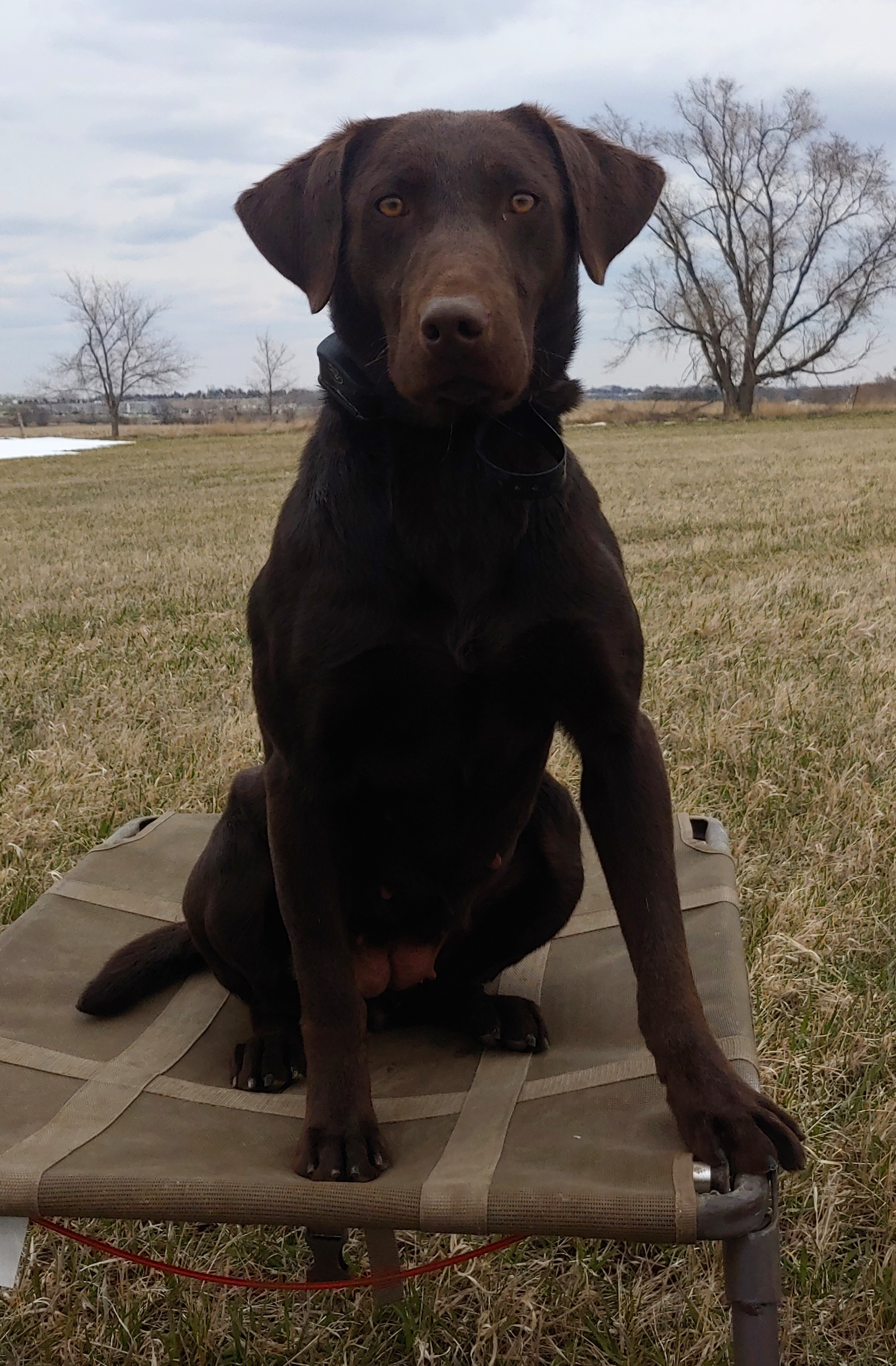 Two Rivers Coco | Chocolate Labrador Retriver