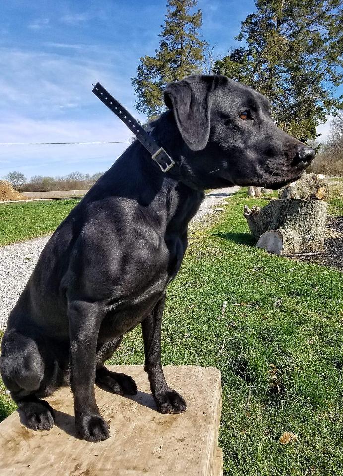 Oakley Artemis Hansson | Black Labrador Retriver