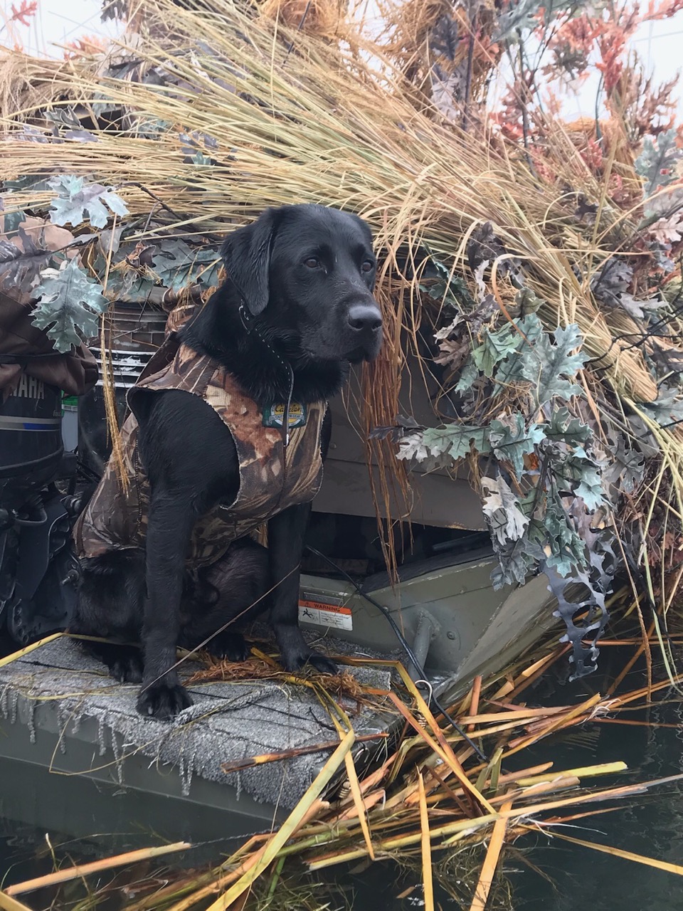 GRHRCHx3 UH Sir Barkley Of Riverbend | Black Labrador Retriver