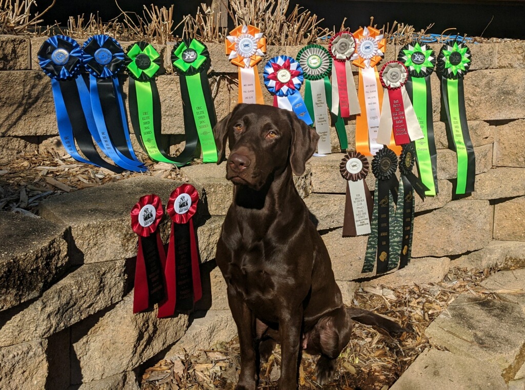 CHSD SHR Kd's Wild Dakota Rose | Chocolate Labrador Retriver