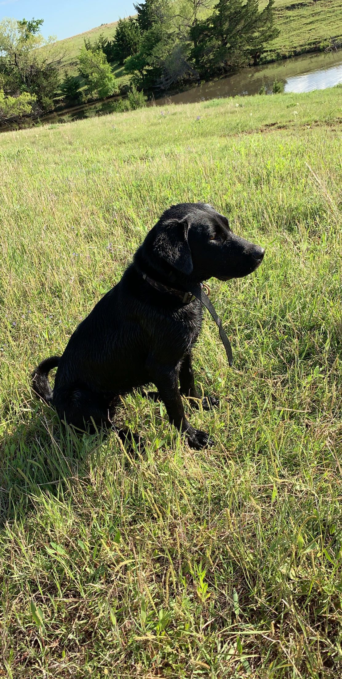 Stenger’s Maggie II | Black Labrador Retriver