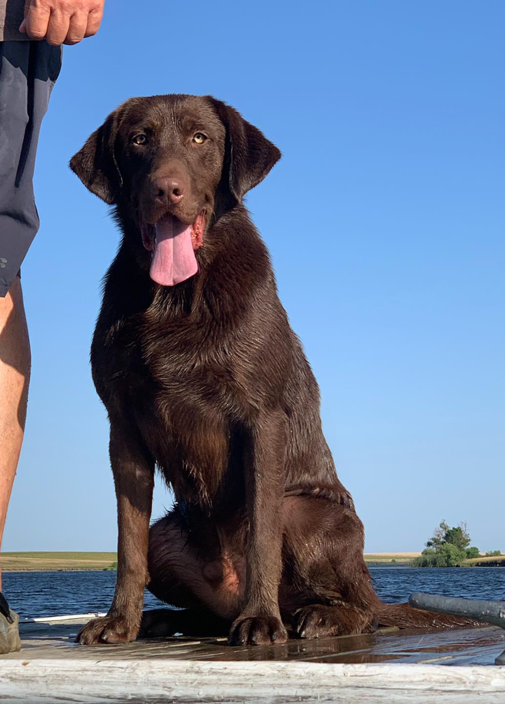 FSR Dakota’s Master Of Mayhem | Chocolate Labrador Retriver